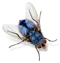 a blue fly on a black background