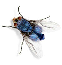 a blue fly on a black background