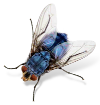 a blue fly on a black background