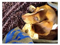 a brown and white dog laying on a blanket